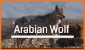 Wolves of Desert related image