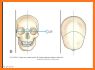 Positioning and Radiographic Anatomy of the Skull related image