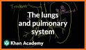 Respiratory System Anatomy Pro. related image