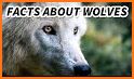 Grey Wolf related image