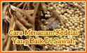 tips cara praktis dan cerdas menanam kacang hijau related image