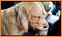 Basset Fauve de Bretagne related image