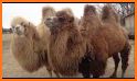 Bactrian Camel related image