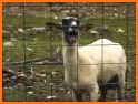 Sheep Sounds related image