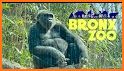 Bronx Zoo - ZooMap related image