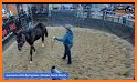 Horse Auctions USA related image