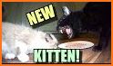 Talking Kitten related image