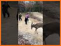 Friendly Deer Escape related image