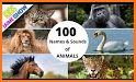 100+ Animal Sounds related image