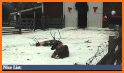 ReindeerCam related image