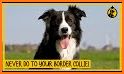 Collie related image