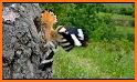 Hoopoe related image