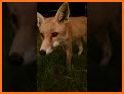 Foxes Connect related image