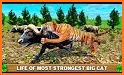 🐺 Wolf vs 🐯 Tiger Simulator: Wild Animals 3D related image