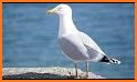 Seagull Sounds related image