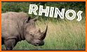 The Rhinoceros related image