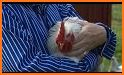 Chicken breeding related image