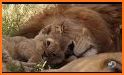 Baby Lion Caring related image