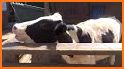 Farm Animals For Toddler - Kids Education Games related image