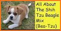 Bea-Tzu related image