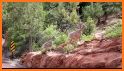 Zion NP Wildflowers related image