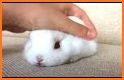 Pet Bunny Rabbit Run For Kids related image