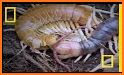 Centipede myriapods premium related image