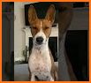 Basenji Dog TB09 related image