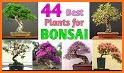 Bonsai related image