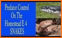 Predatory Snake Block related image