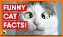 Cat Facts related image