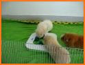 Guinea Pig Puzzle related image