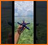 Starfish related image