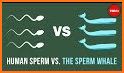 The Sperm Whale related image