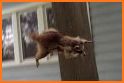 Raccoon Revenge related image