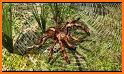 Spider Life - Animal Simulator related image