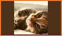 Cat Piano Sounds Music Premium related image