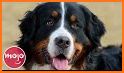 Dog Breeds related image