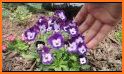 Pansy Flower Purple Theme related image