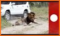 Jungle Animal Hunting Gun Strike: Safari Wild Hunt related image