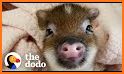 Piggy Rescue related image