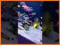 Aquarium Fish Live Watch Faces related image