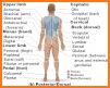 HUMAN ANATOMY & PHYSIOLOGY related image