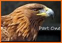 Eagle Spirit related image