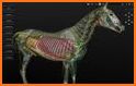 Horse Anatomy: Equine 3D related image