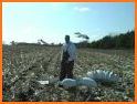 Snow Goose Hunting Diagrams related image