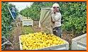 Lemon Harvest related image