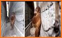 Orangutan Rescue Free related image