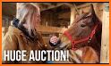 Horse Auctions USA related image