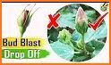 Flower Blast related image